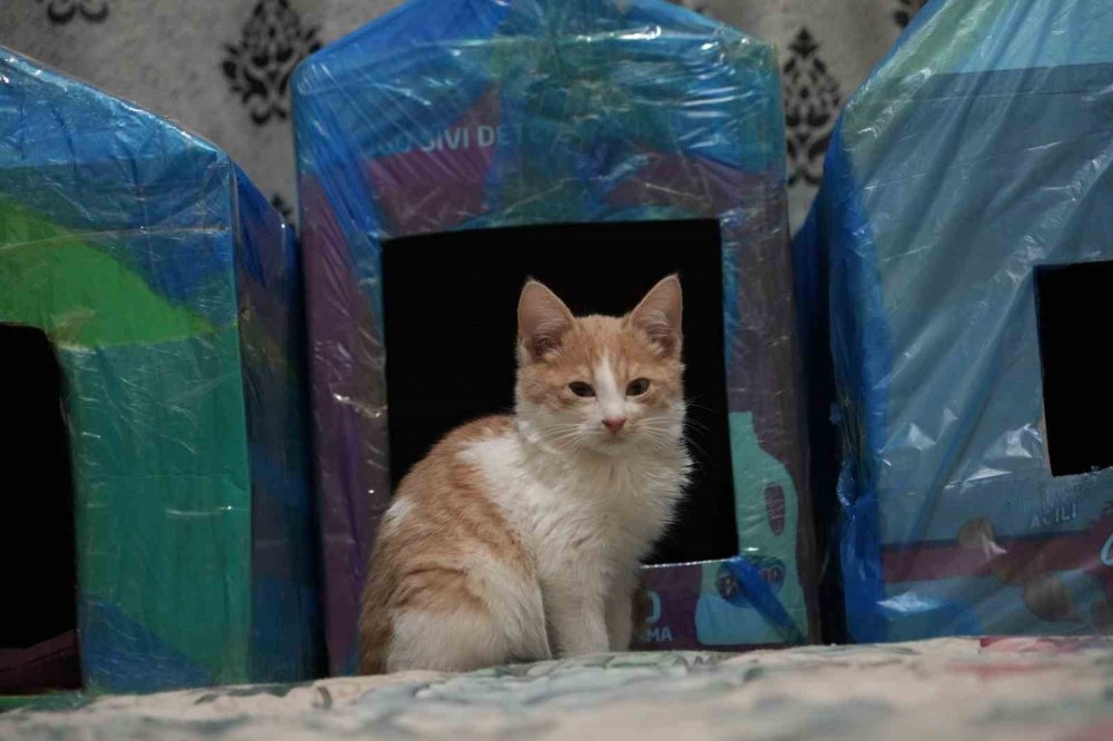 Gümüşhane’de Öğrenciler Engelli Kediler İçin Kedi Evi Yaptı