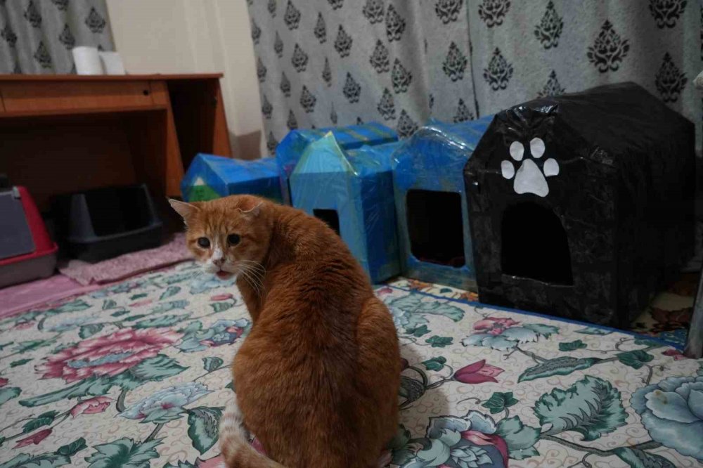 Gümüşhane’de Öğrenciler Engelli Kediler İçin Kedi Evi Yaptı