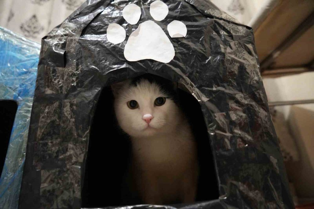 Gümüşhane’de Öğrenciler Engelli Kediler İçin Kedi Evi Yaptı