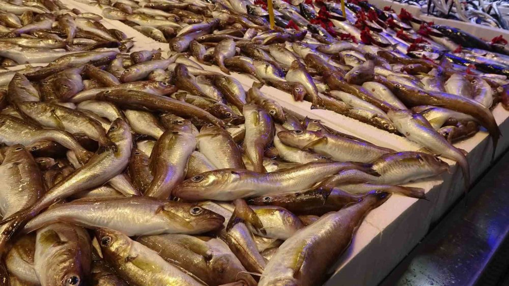 Karadeniz’de Mezgit Bereketi yaşanıyor , kilosu 50 tl'ye satılıyor