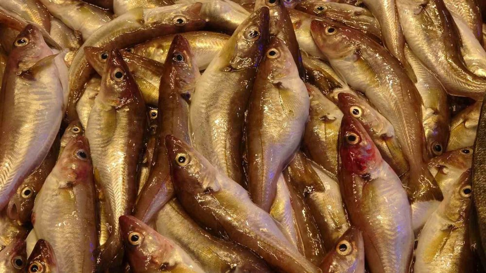 Karadeniz’de Mezgit Bereketi yaşanıyor , kilosu 50 tl'ye satılıyor