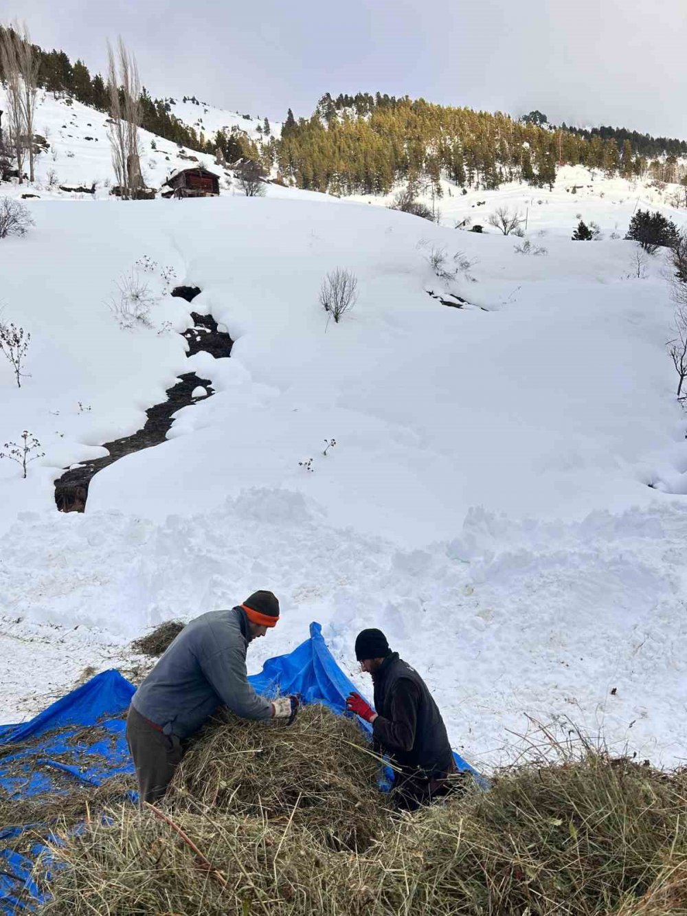 Artvin’de Zorlu Kış Şartlarında Hayvanlar İçin Ot Taşıma Mücadelesi