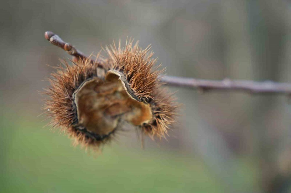 Bilim Adamından Kestane Ağaçlarının Çürümesini Engelleyen Buluş