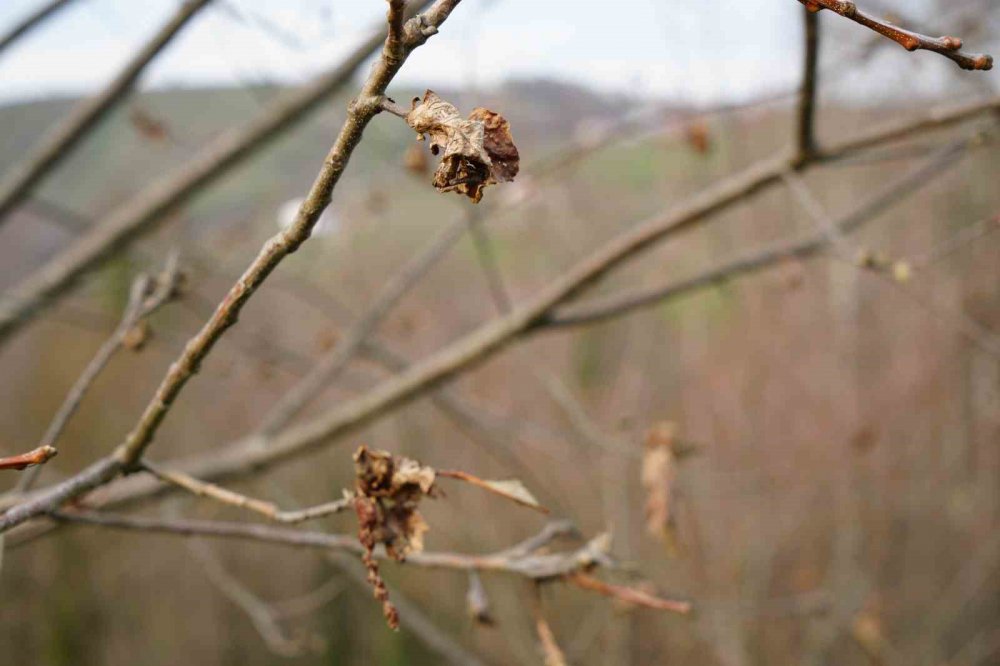 Bilim Adamından Kestane Ağaçlarının Çürümesini Engelleyen Buluş