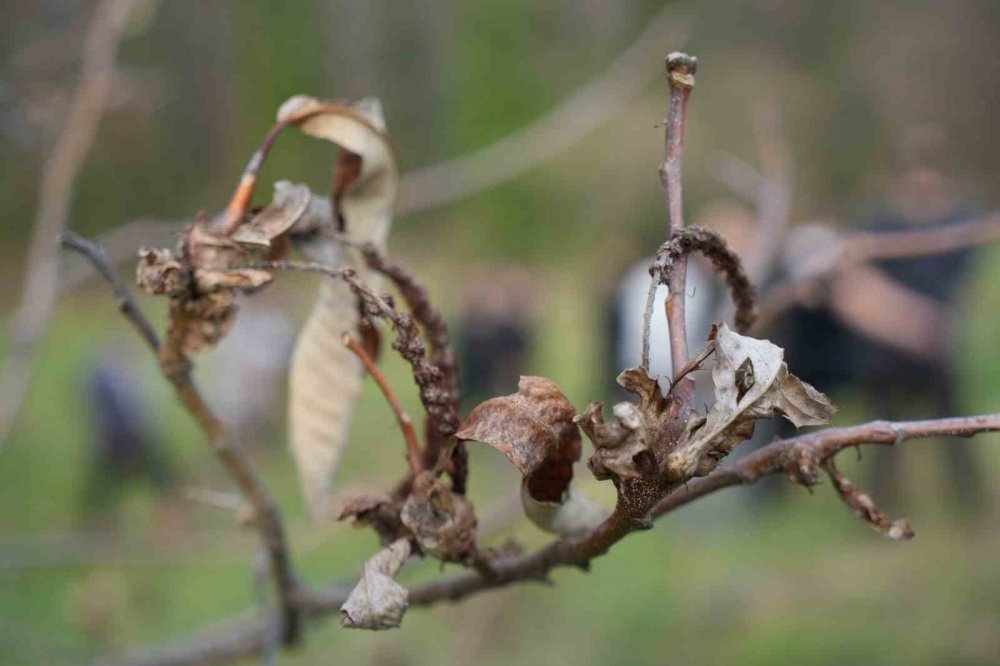 Bilim Adamından Kestane Ağaçlarının Çürümesini Engelleyen Buluş