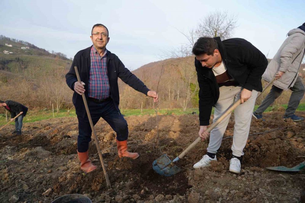 Bilim Adamından Kestane Ağaçlarının Çürümesini Engelleyen Buluş