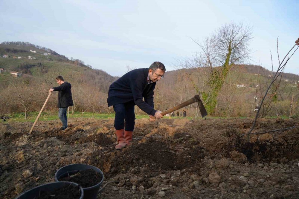 Bilim Adamından Kestane Ağaçlarının Çürümesini Engelleyen Buluş