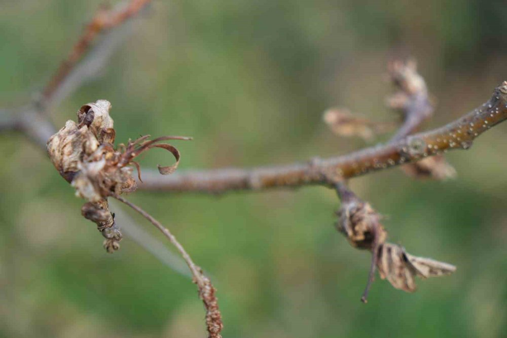 Bilim Adamından Kestane Ağaçlarının Çürümesini Engelleyen Buluş
