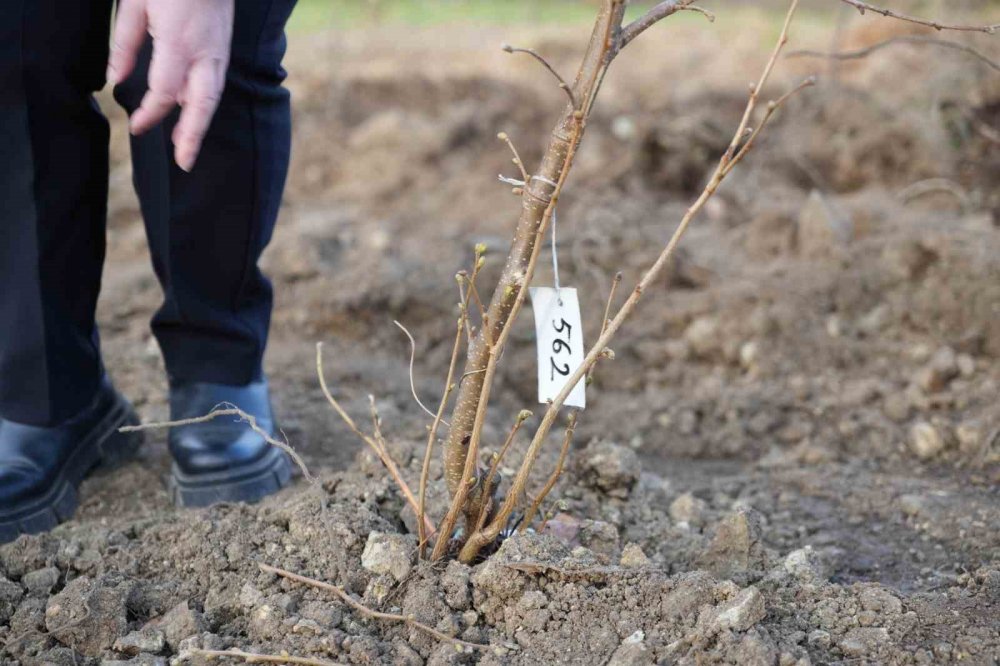 Samsun'da Fındık Üreticisinin En Büyük Derdi Tarih Oluyor