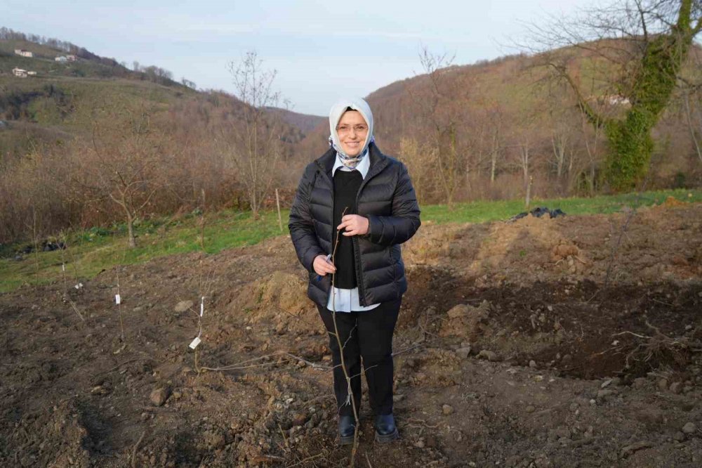 Samsun'da Fındık Üreticisinin En Büyük Derdi Tarih Oluyor