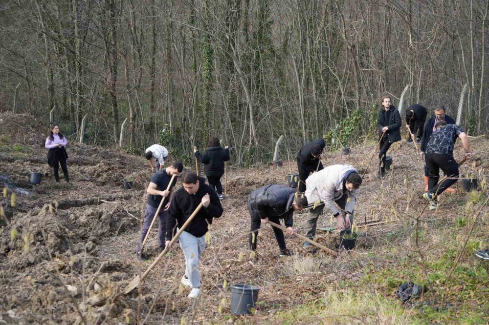 Samsun'da Fındık Üreticisinin En Büyük Derdi Tarih Oluyor