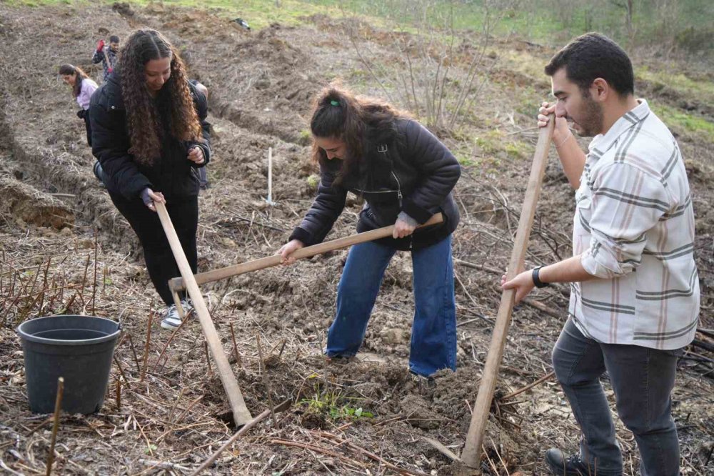 Samsun'da Fındık Üreticisinin En Büyük Derdi Tarih Oluyor