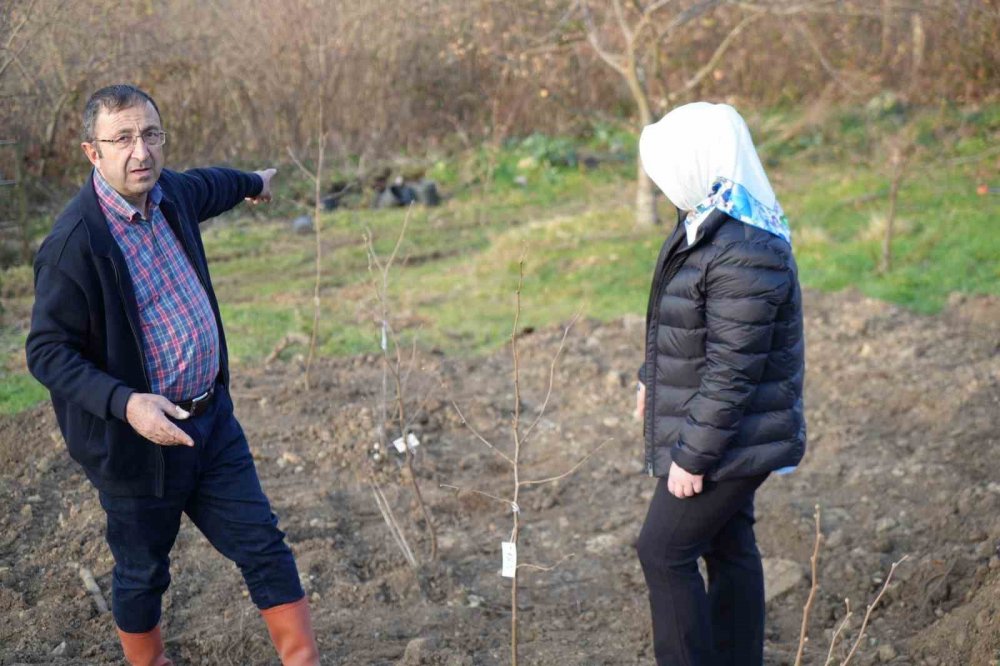 Samsun'da Fındık Üreticisinin En Büyük Derdi Tarih Oluyor