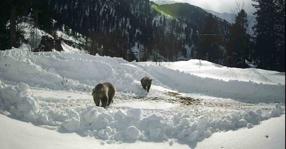 Çayeli'nde Kış Uykusuna Yatmayan Ayılar Kameraya Yansıdı