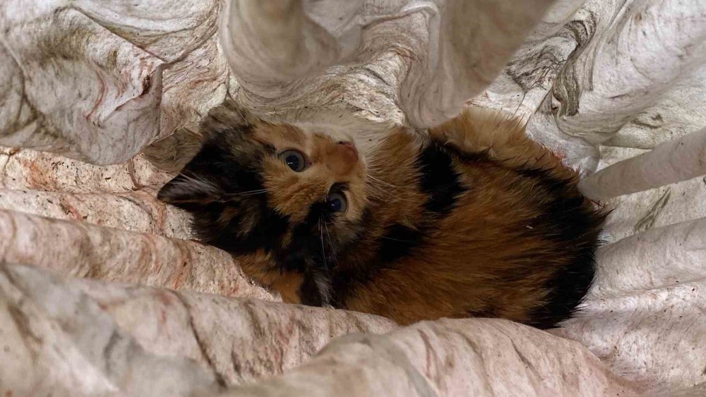 Motora Saklanan Kedi 13 Kilometre Yol Gitti