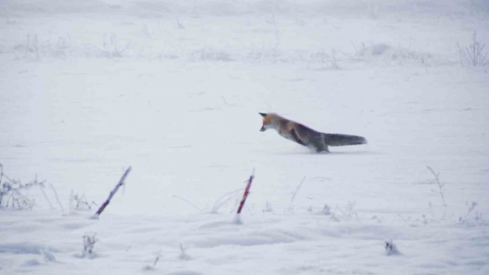 Erzurum Ovası’nda Tilkinin Av Macerası