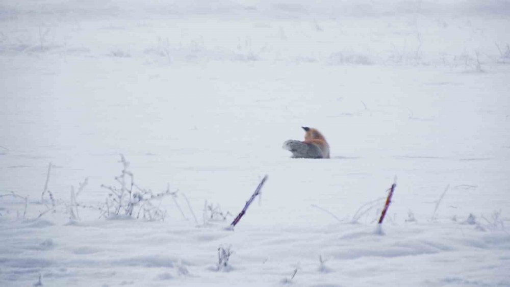Erzurum Ovası’nda Tilkinin Av Macerası