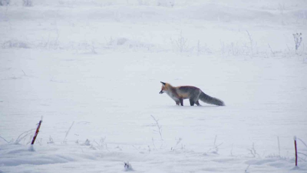 Erzurum Ovası’nda Tilkinin Av Macerası