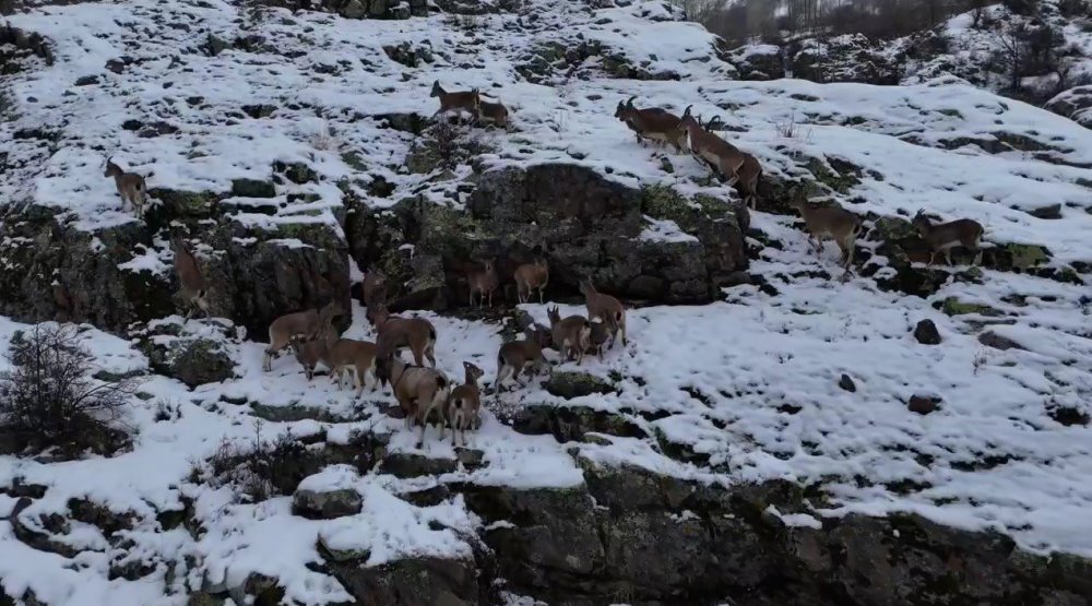 Sürü Halinde Gezen Dağ Keçileri Bayburt’ta Drone Kamerasıyla Görüntülendi