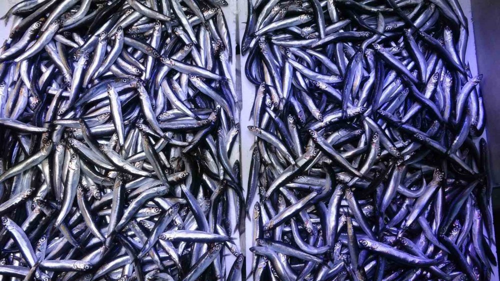 Karadeniz'de Tezgahlarda Balık Bolluğu