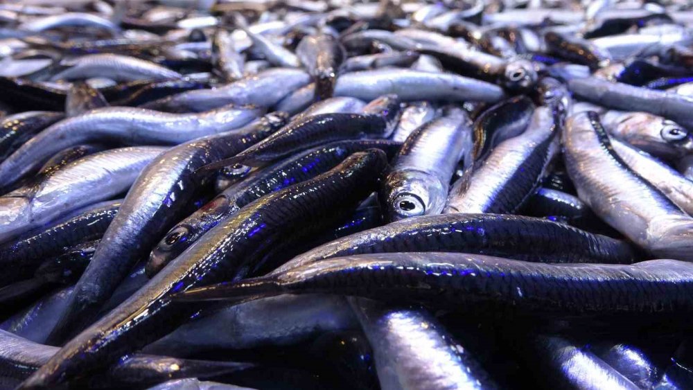 Karadeniz'de Tezgahlarda Balık Bolluğu