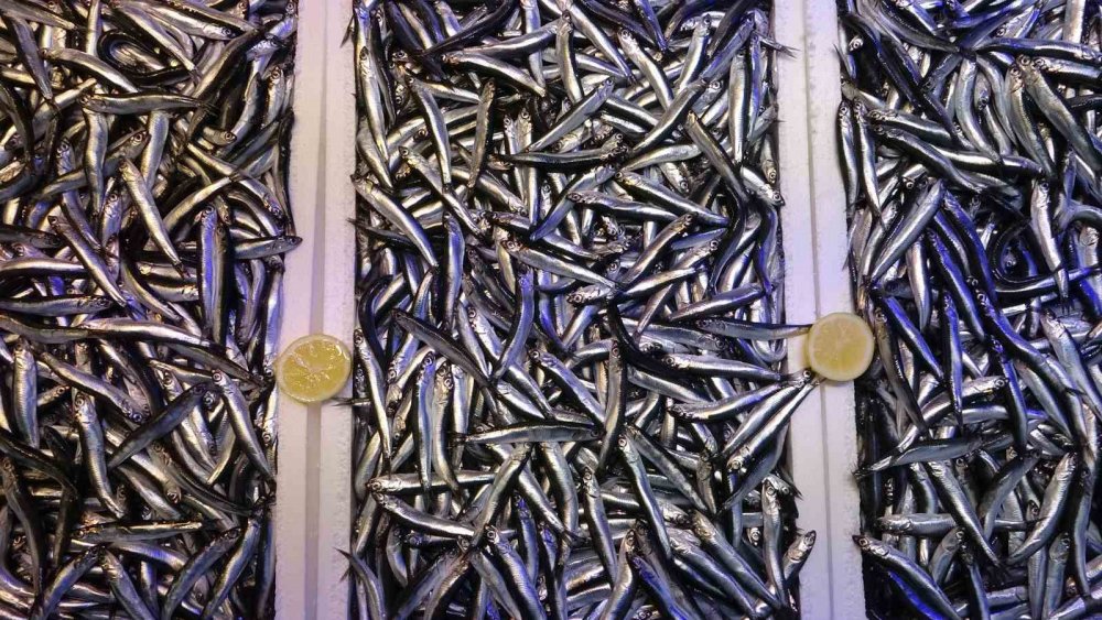 Hamsi Avında Düşüş Başlayınca Fiyatlarda Artış Yaşandı