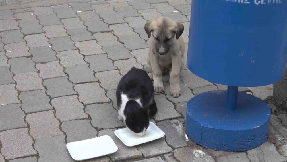 Kedi Ve Köpeğin Görüntüsü Soğuk Havada Yürekleri Isıttı