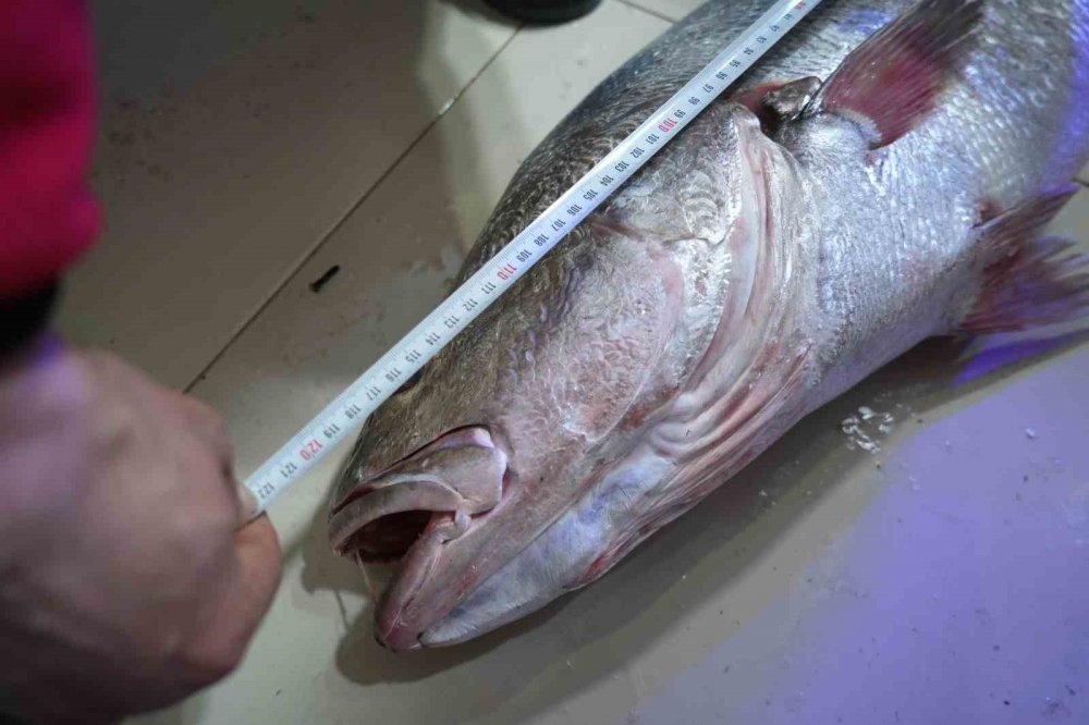 Karadeniz’de 120 Santimlik Dev Minekop Avlandı, 6 Bin Tl’ye Satıldı