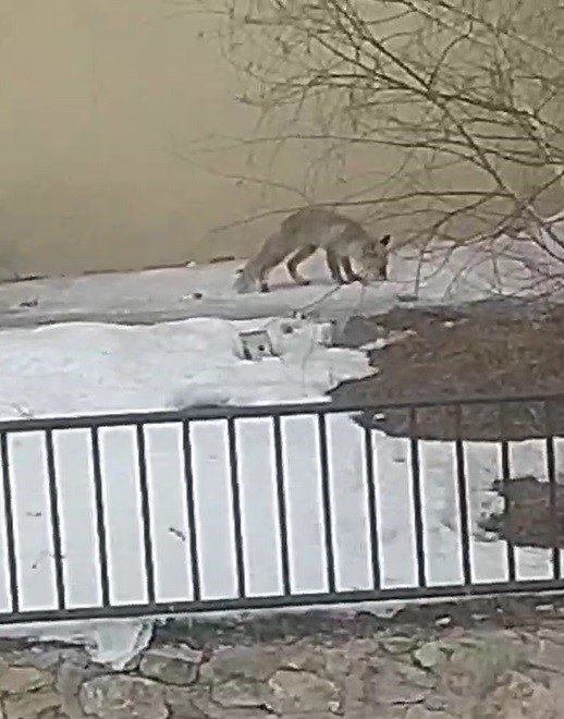 Bayburt’ta Yiyecek Arayan Bir Tilki Yerleşim Alanını Mesken Tuttu