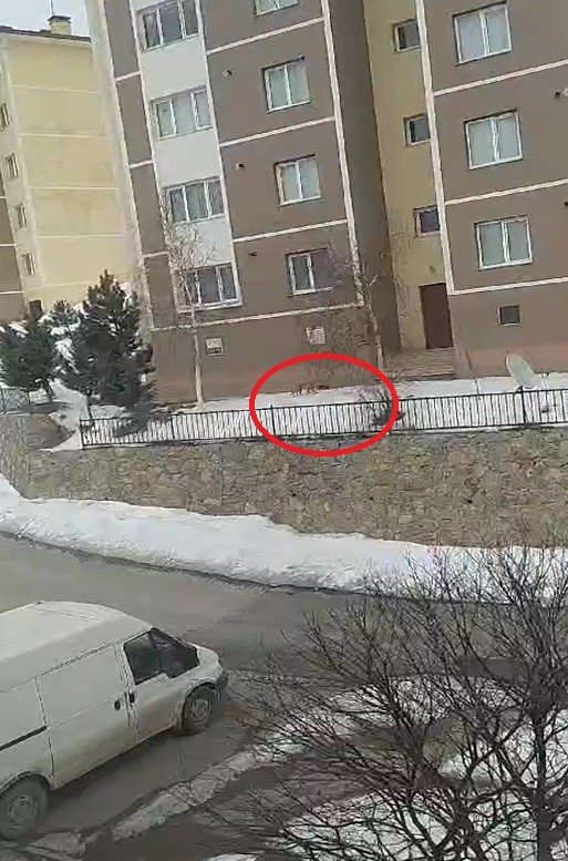 Bayburt’ta Yiyecek Arayan Bir Tilki Yerleşim Alanını Mesken Tuttu