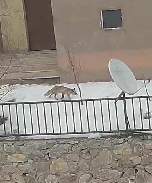 Bayburt’ta Yiyecek Arayan Bir Tilki Yerleşim Alanını Mesken Tuttu