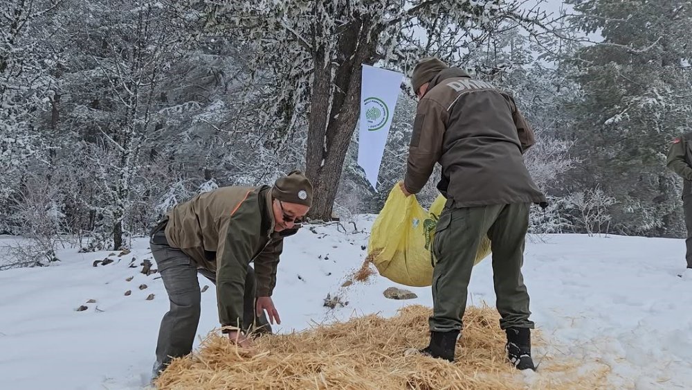Kastamonu’da Yaban Hayvanları İçin Doğaya Yem Bırakıldı