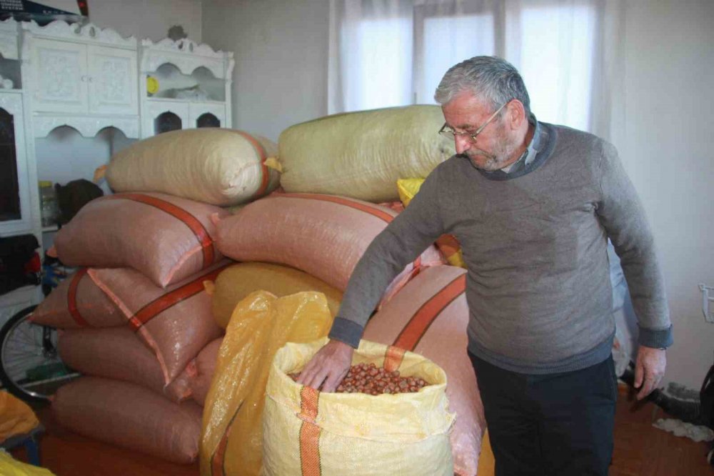 Türkiye Fındığının Yüzde 15’i Üreticinin Evinde