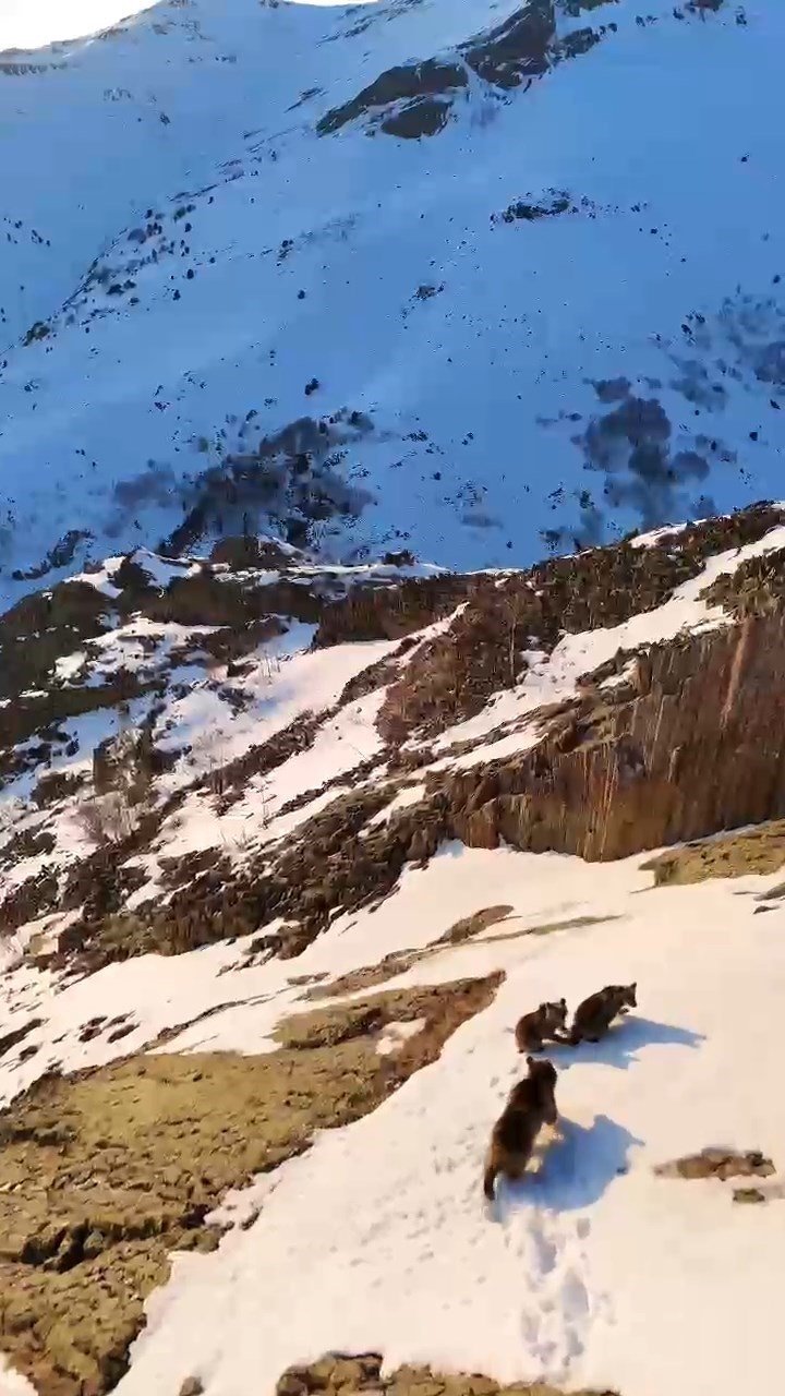 Gümüşhane’de Ayılar Uykuya yatmadı , kış ortasında yavrularıyla dolaşırken görüntülendi