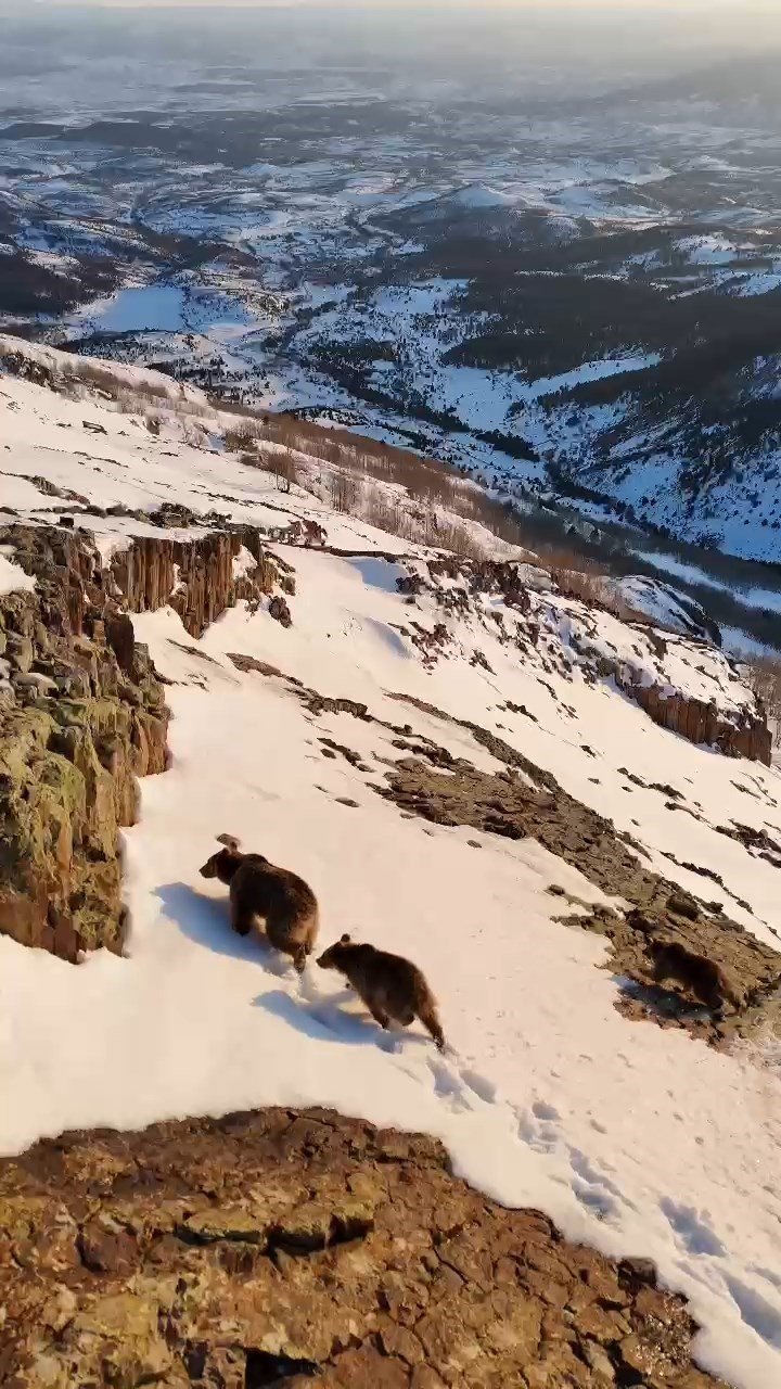 Gümüşhane’de Ayılar Uykuya yatmadı , kış ortasında yavrularıyla dolaşırken görüntülendi