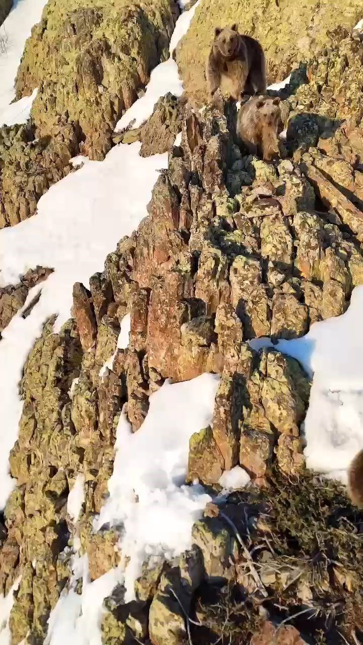 Gümüşhane’de Ayılar Uykuya yatmadı , kış ortasında yavrularıyla dolaşırken görüntülendi