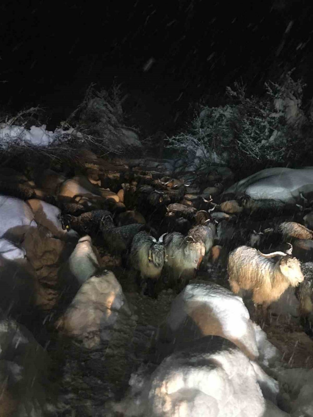 Mezrada Mahsur Kalan Çoban Ve Koyun Sürüsünün İmdadına Büyükşehir’in Tiski Ekibi Yetişti