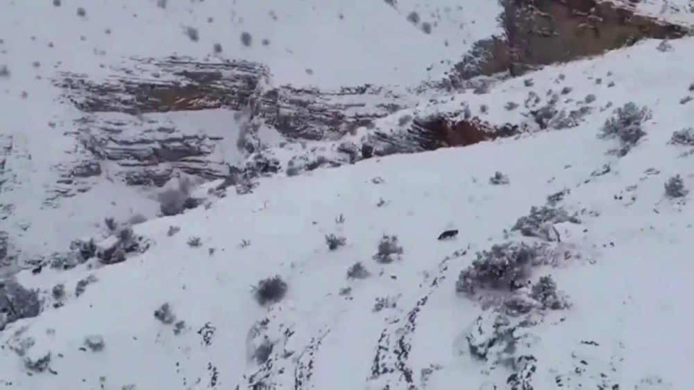 Kurt İle Keçiler Yaban Hayatında Görüntülendi