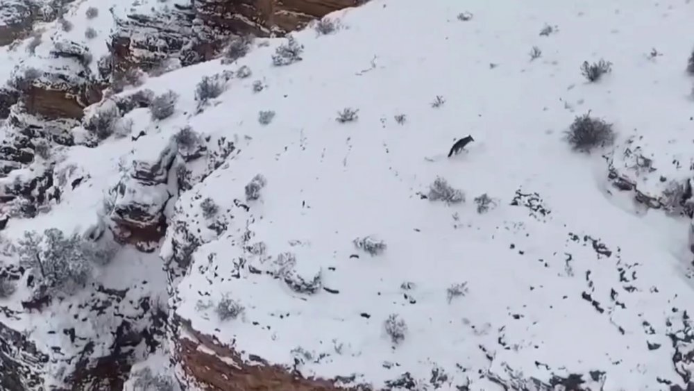 Kurt İle Keçiler Yaban Hayatında Görüntülendi