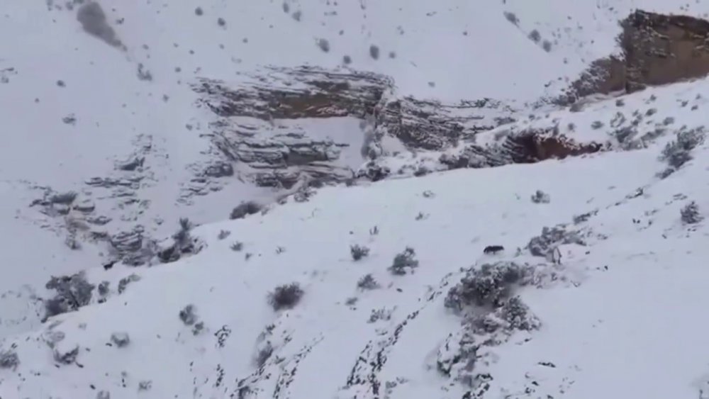 Kurt İle Keçiler Yaban Hayatında Görüntülendi