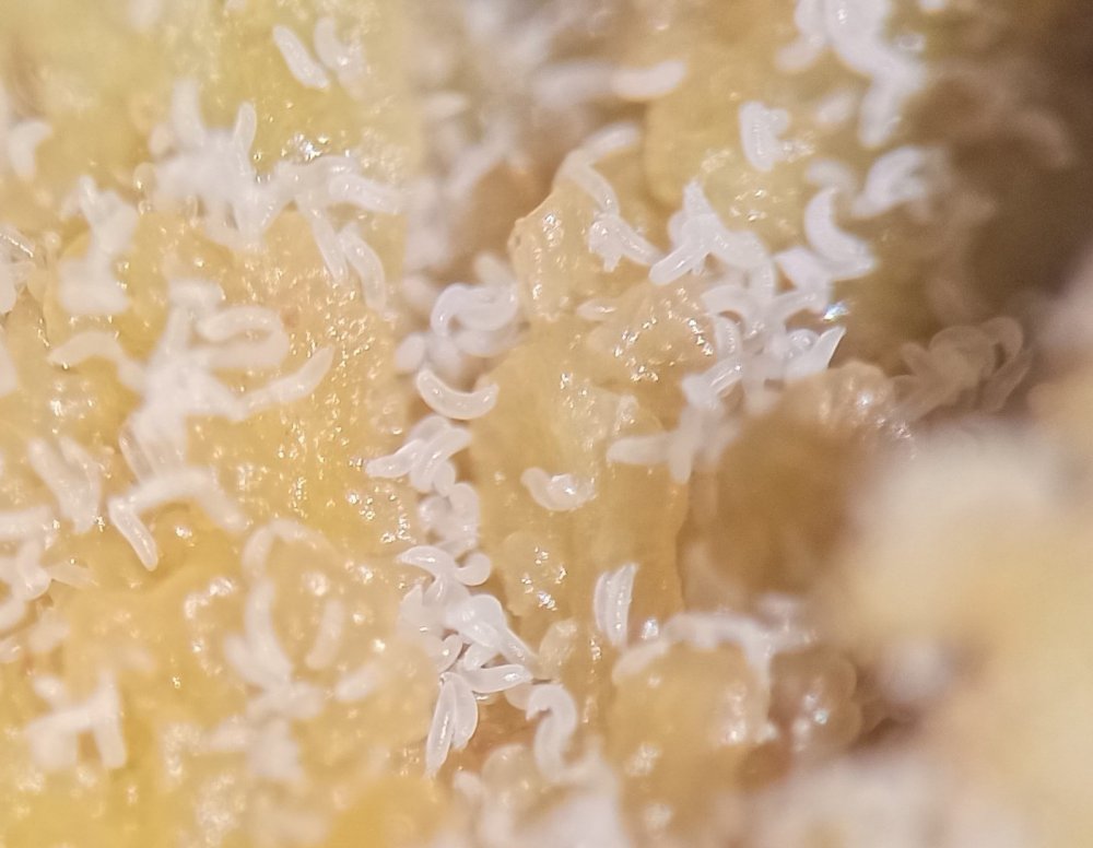 Profesör Uyardı: Fındık Kozalaklarını Elle Toplayıp Atmanın Tam Zamanı