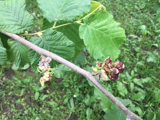 Profesör Uyardı: Fındık Kozalaklarını Elle Toplayıp Atmanın Tam Zamanı