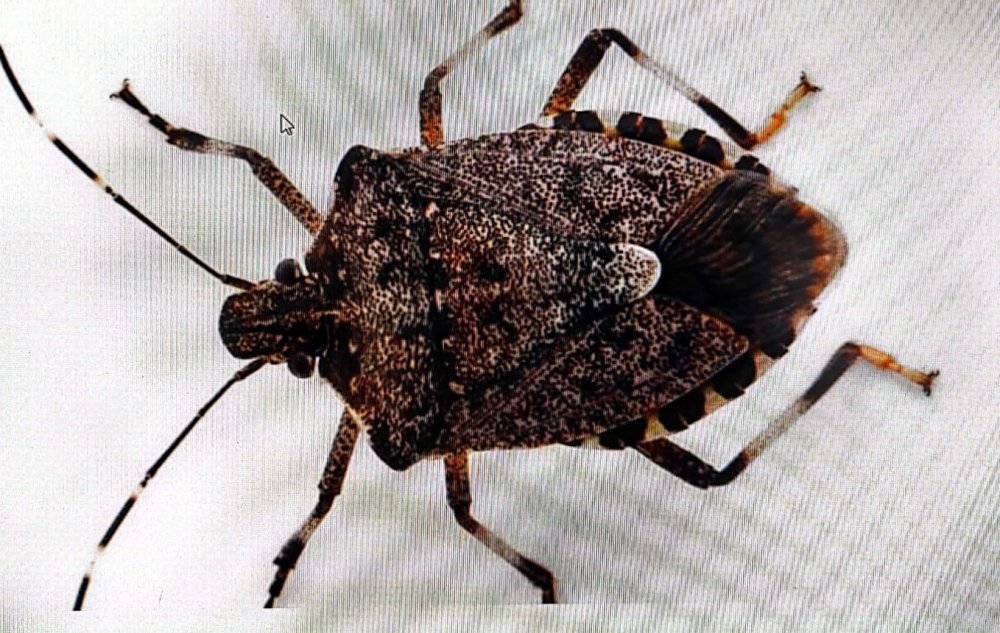 Hava Sıcaklıkların Artması İle Kahverengi Kokarcalar Yeniden Kendini Göstermeye Başladı