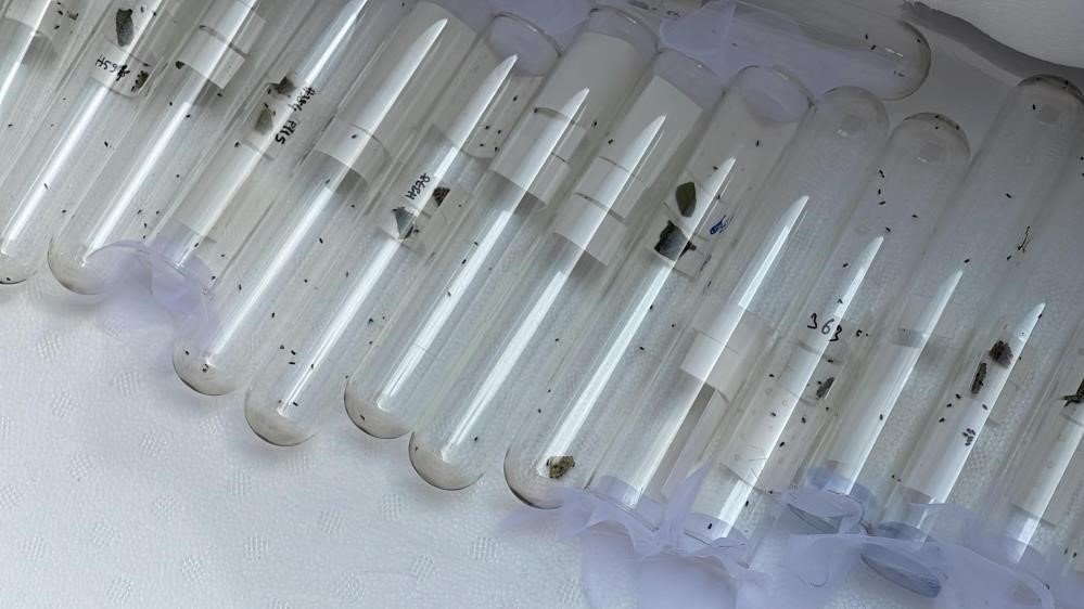 Kahverengi Kokarca Karadeniz’de Erken Uyandı: Tarım İçin Tehlike Büyüyor