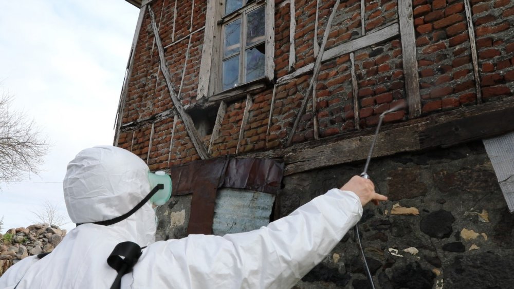 Kahverengi Kokarca Karadeniz’de Erken Uyandı: Tarım İçin Tehlike Büyüyor