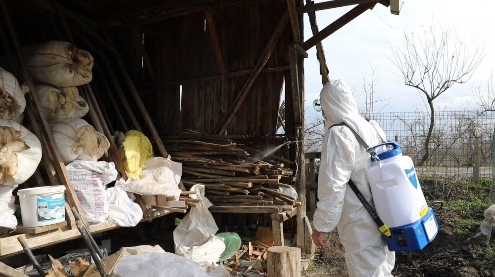 Kahverengi Kokarca Karadeniz’de Erken Uyandı: Tarım İçin Tehlike Büyüyor