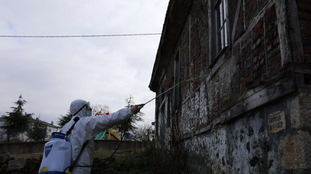 Kahverengi Kokarca Karadeniz’de Erken Uyandı: Tarım İçin Tehlike Büyüyor