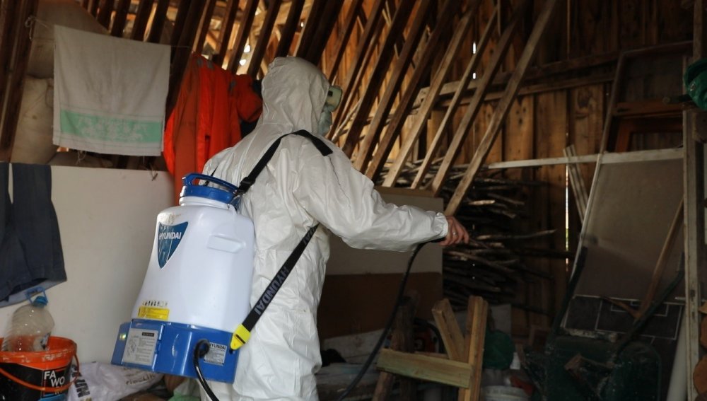 Kahverengi Kokarca Karadeniz’de Erken Uyandı: Tarım İçin Tehlike Büyüyor