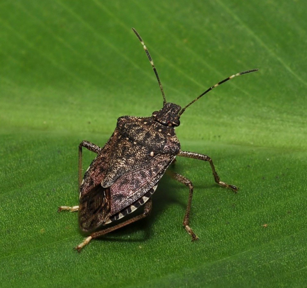 Kahverengi Kokarca Karadeniz’de Erken Uyandı: Tarım İçin Tehlike Büyüyor