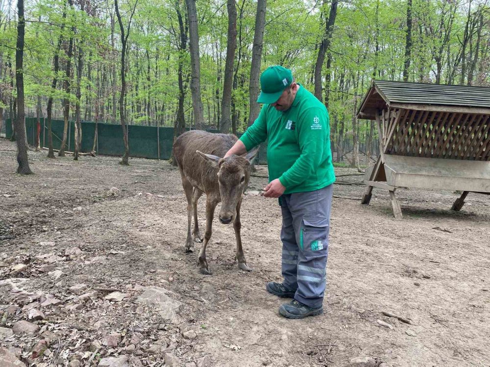 Kızıl Geyikler Boynuzlarını Değiştiriyor